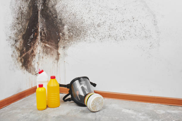 Best HVAC Mold Remediation in Inman, SC