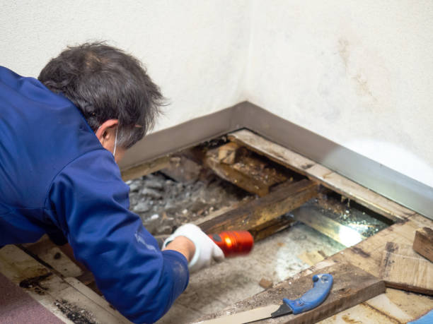 Best Crawl Space Mold Remediation in Inman, SC