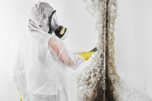 Best Black Mold Remediation in Inman, SC