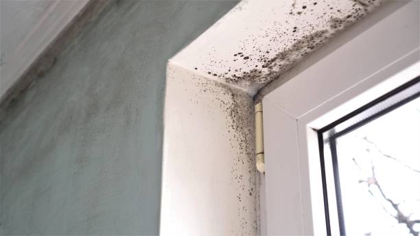 Best Localized Mold Remediation (e.g., coastal areas, humid climates) in Inman, SC