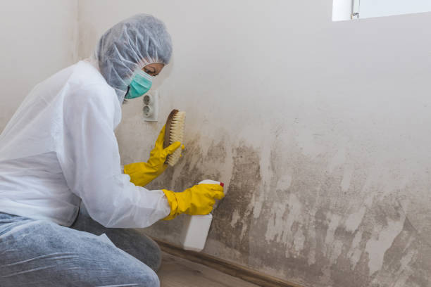 Best Crawl Space Mold Remediation in Inman, SC