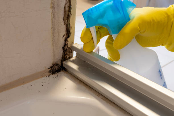 Best Bathroom Mold Remediation in Inman, SC