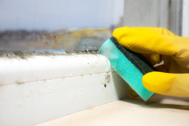 Best HVAC Mold Remediation in Inman, SC
