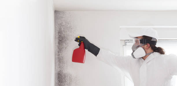 Professional Mold Remediation in Inman, SC