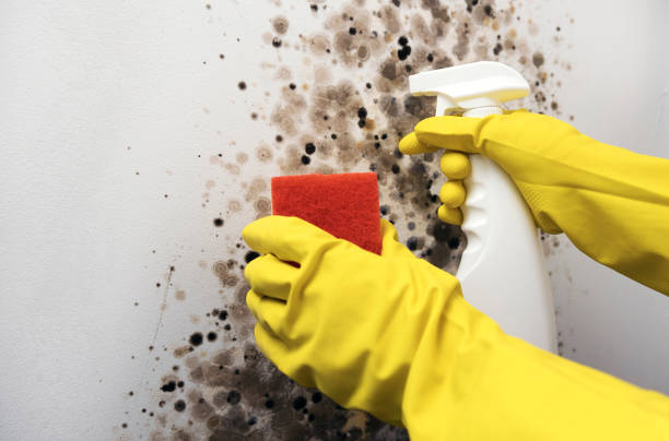 Best Insurance-Related Mold Remediation in Inman, SC