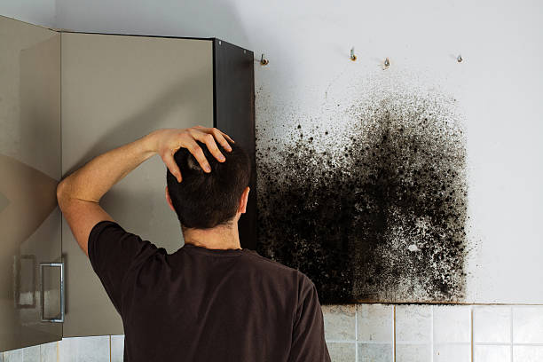 Best Kitchen Mold Remediation in Inman, SC