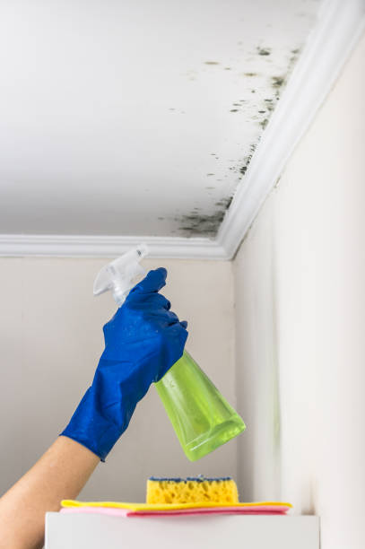 Best Emergency Mold Remediation in Inman, SC